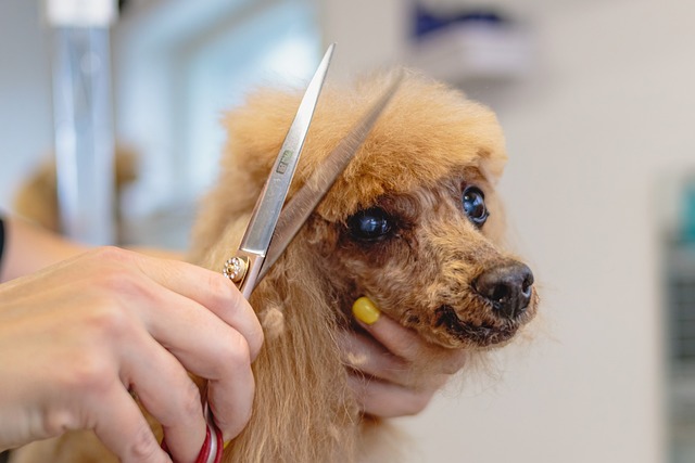 How to groom an aggressive dog?