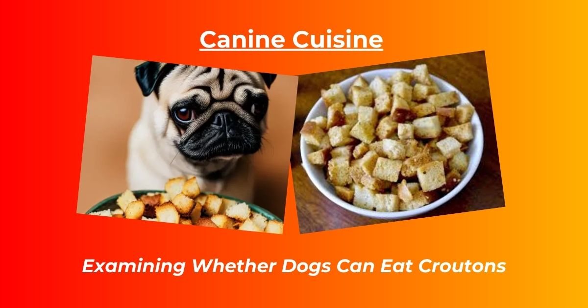You are currently viewing Can dogs eat croutons?