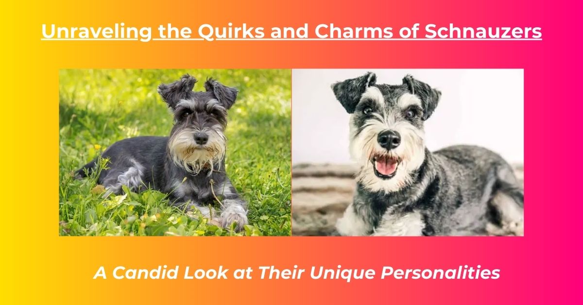 You are currently viewing Why schnauzers are the worst dogs?