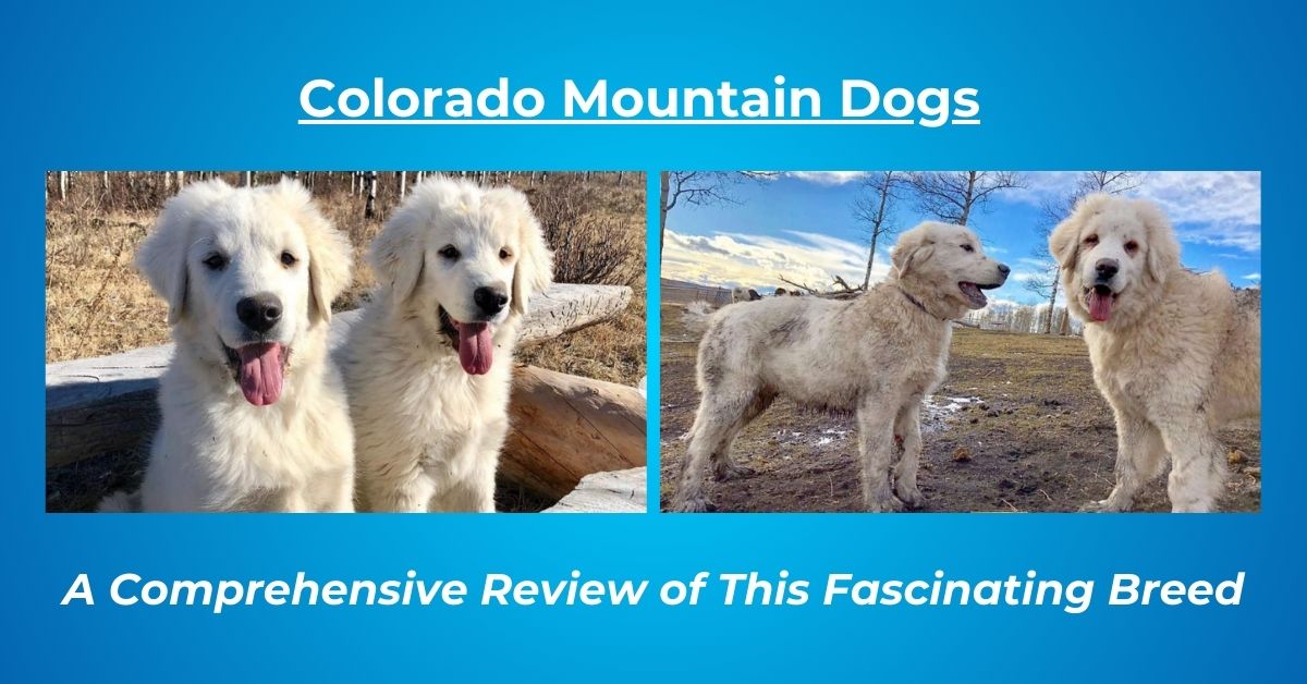 You are currently viewing Colarado Mountain Dogs Review
