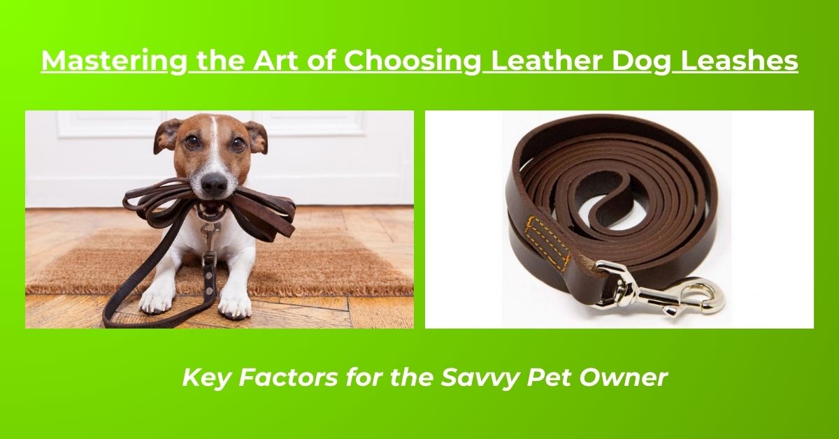 You are currently viewing Leather Dog Leashes Overview: Factors to consider before buying