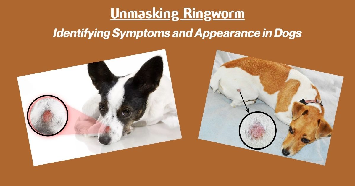You are currently viewing What does ringworm look like on a dog?