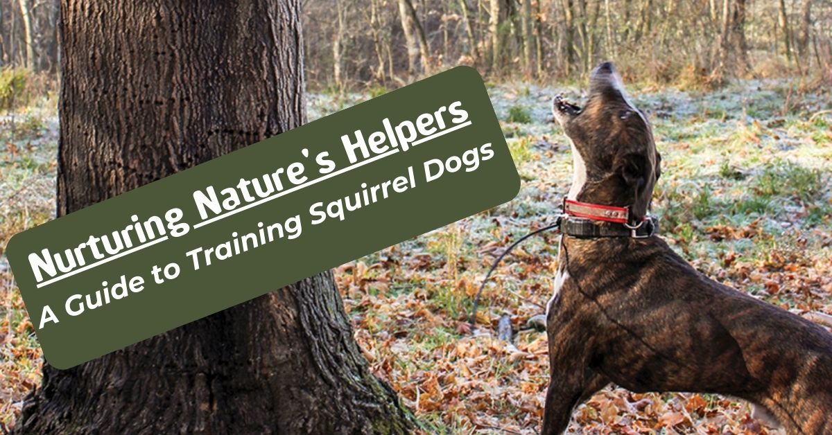 You are currently viewing How to train squirrel dogs?