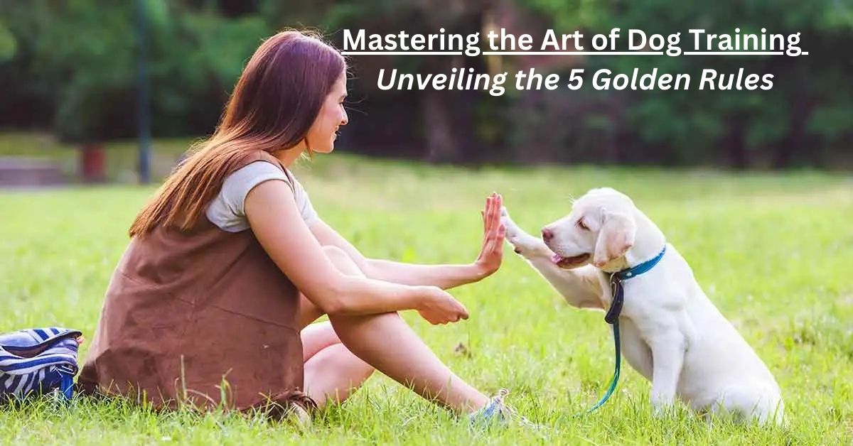 You are currently viewing What are the 5 Golden Rules of Dog Training?