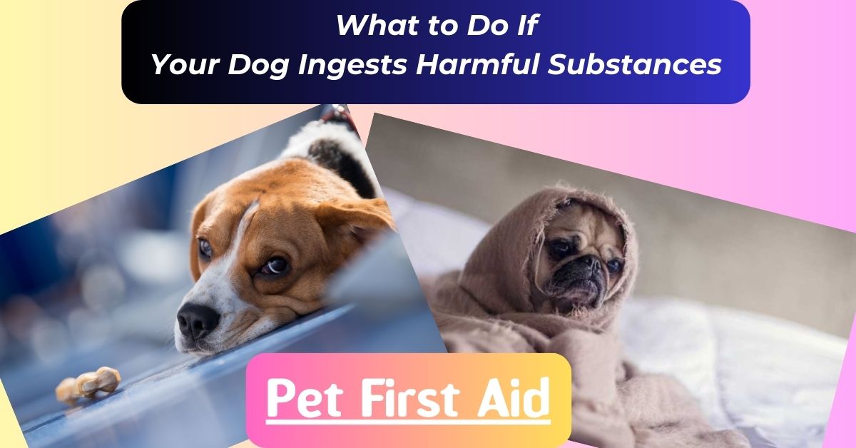 You are currently viewing How to get dog unstonned at home?