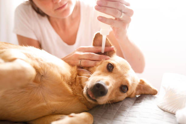 How to Soothe Dogs Ears After Grooming