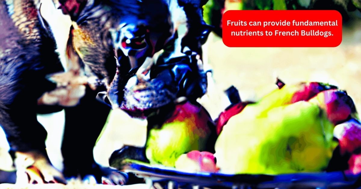 Read more about the article What fruit can French bulldogs eat?