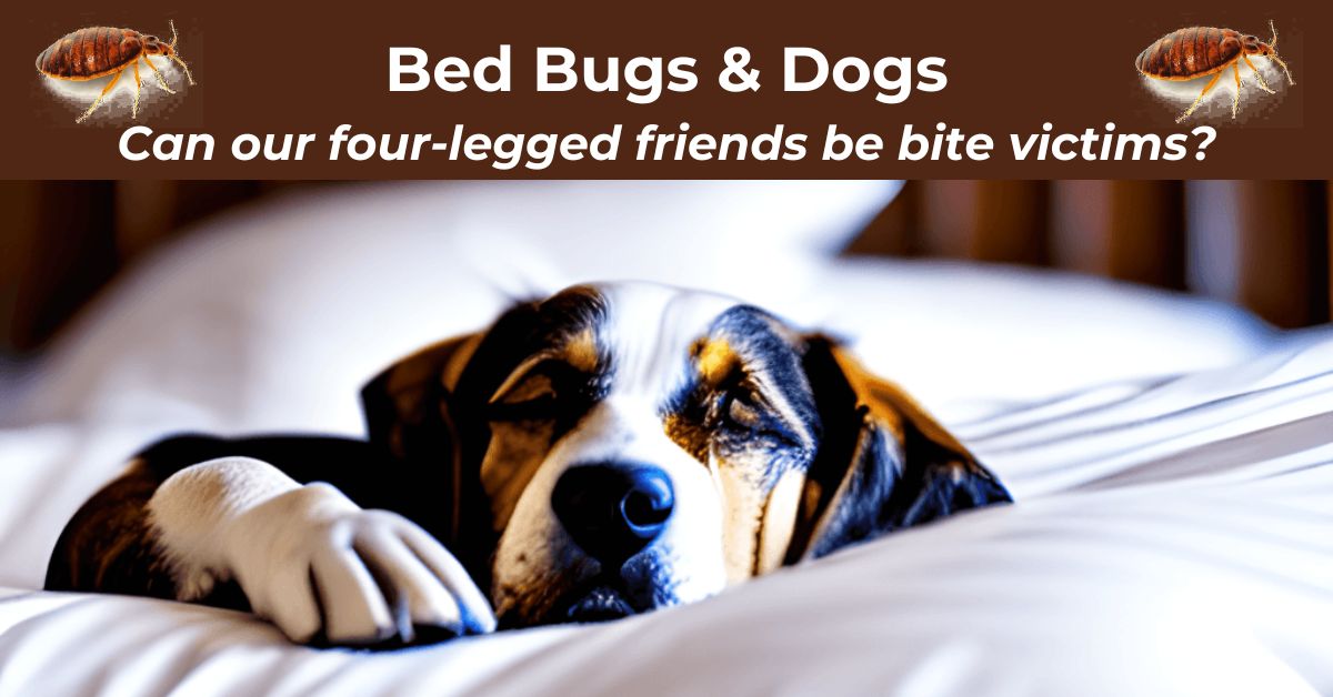 You are currently viewing Do Bed Bugs Bite Dogs?
