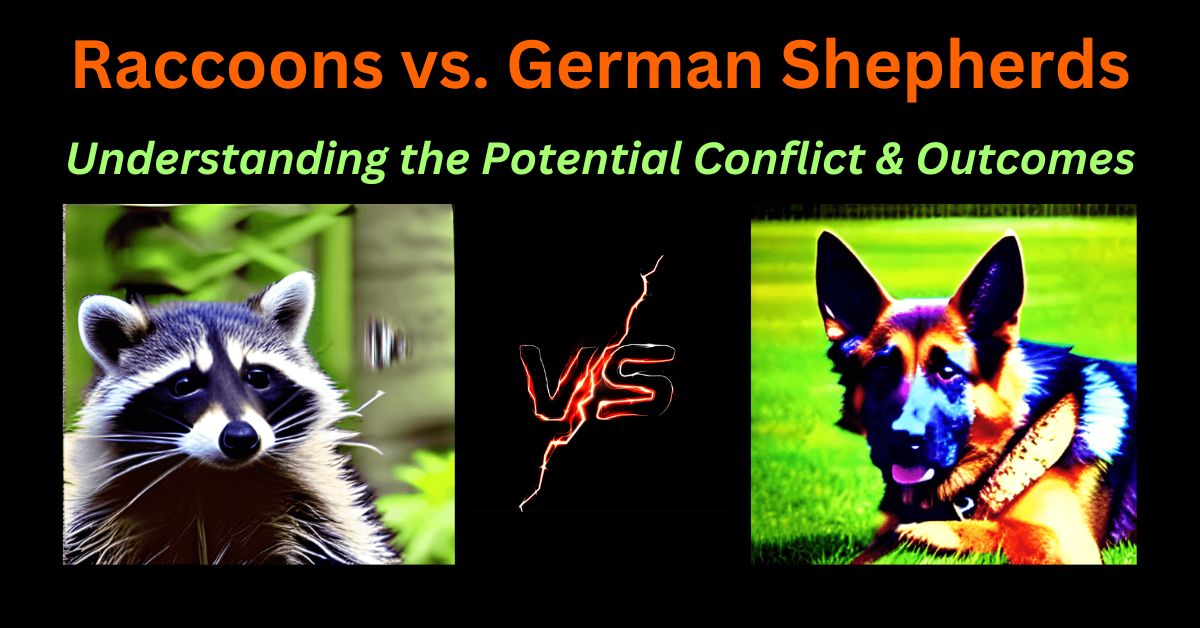 Read more about the article Can a raccoon kill a German Shepherd?
