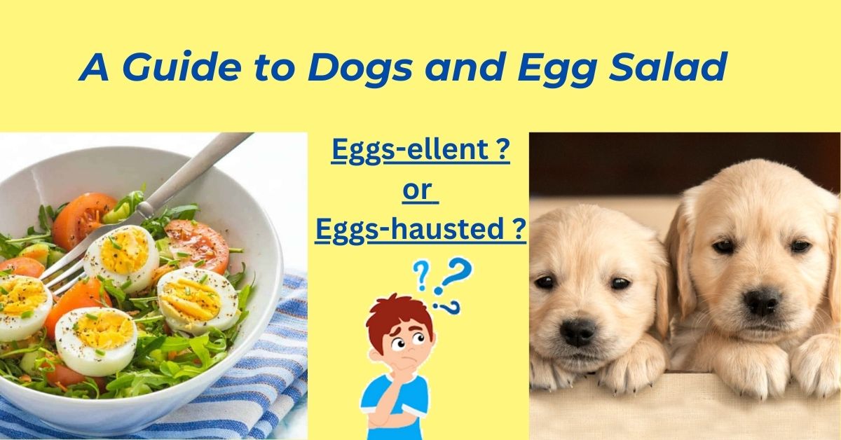 You are currently viewing Can Dogs Have Eggs salad?