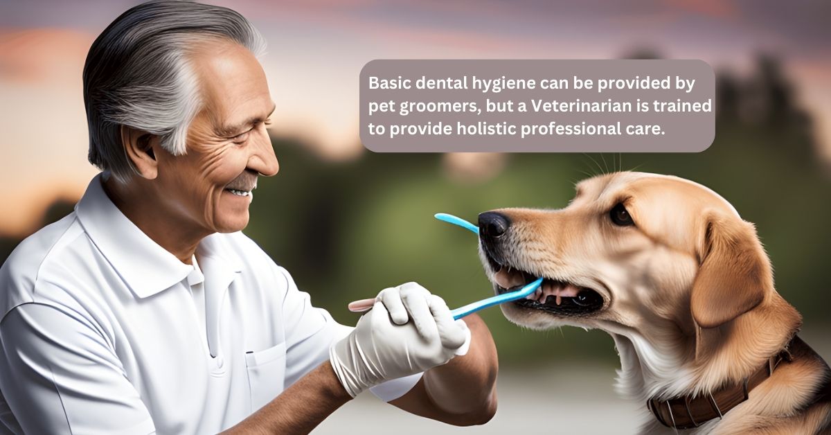 Read more about the article Do Dog Groomers Clean Teeth?