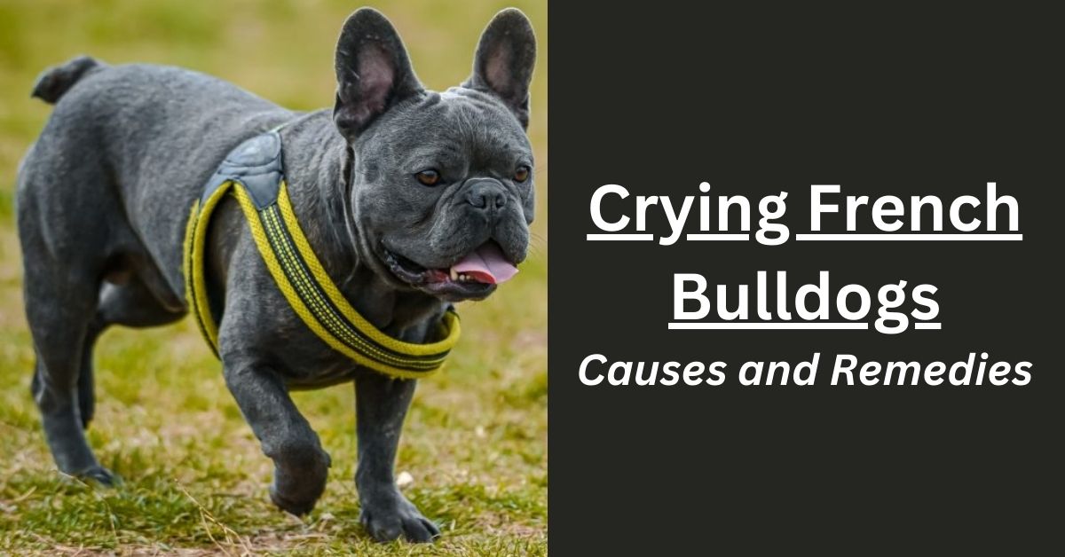 You are currently viewing Why do French Bulldogs cry?