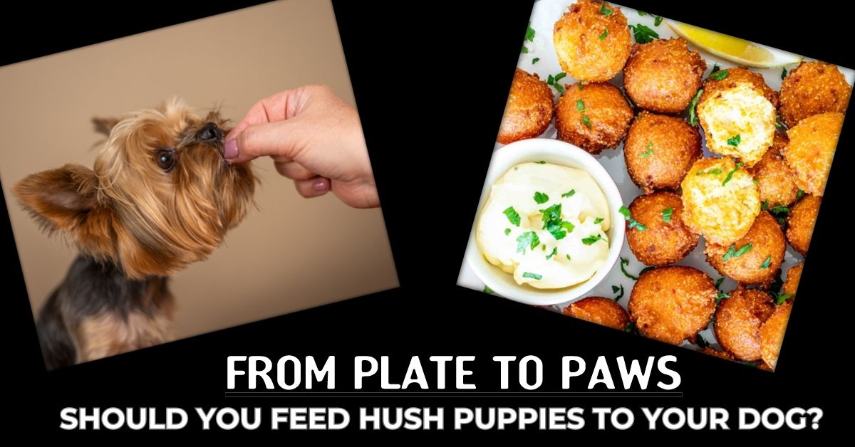 Read more about the article Can dogs eat Hush puppies?