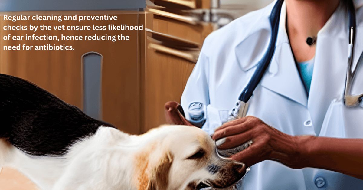You are currently viewing Do dogs need antibiotics for ear infections?