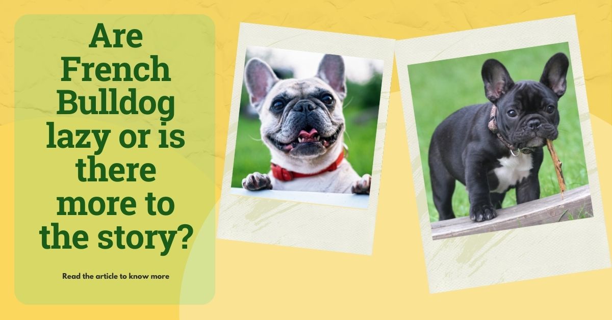 Read more about the article Are French Bulldogs Lazy?