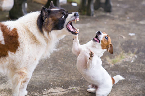How to surrender an aggressive Dog?