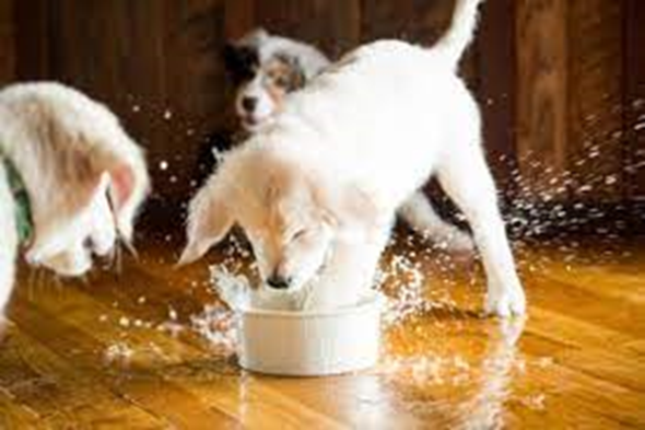 How to stop a dog from spilling water bowl