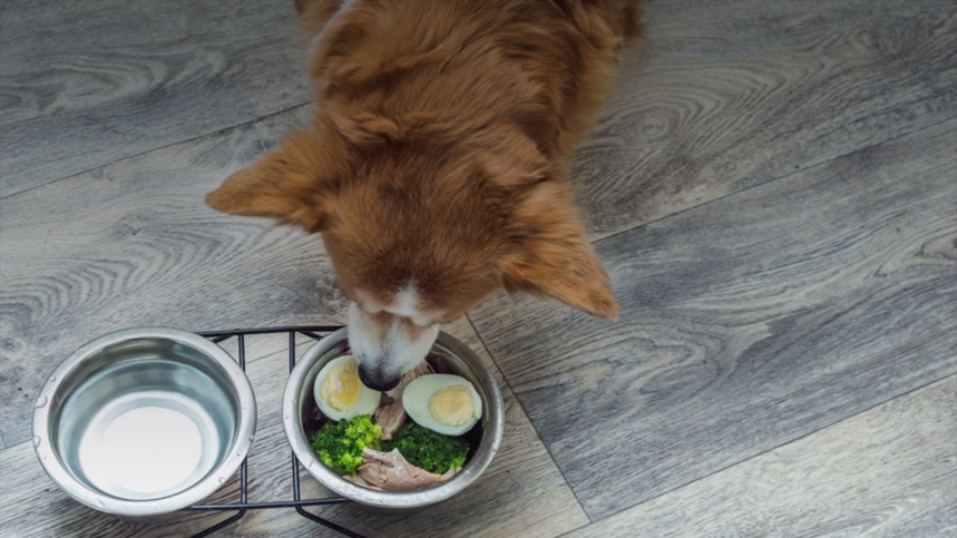 Can Dogs Have Eggs salad?