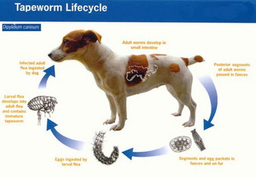 Do tapeworms infect dogs?