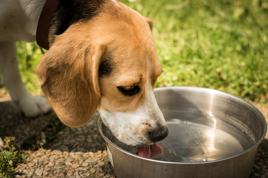 How to Prevent Dogs from Spilling Their Water Bowls